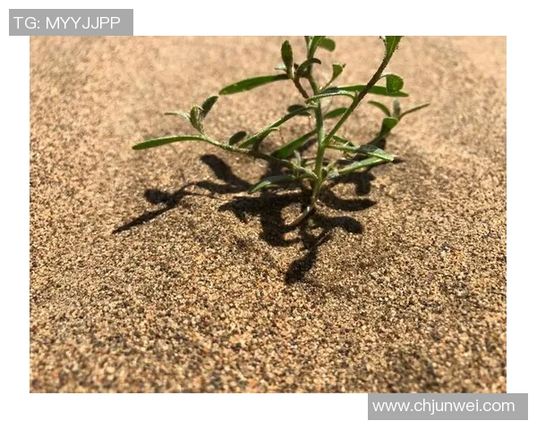 城市赛特别报道:BLG战队的崛起与挑战之路全景回顾 城市赛特别报道:BLG战队的崛起与挑战之路全景回顾