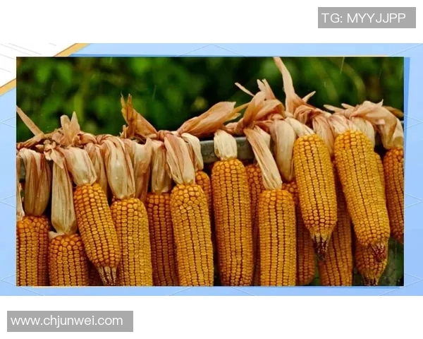 从零起步掌握排球心理素质技巧与策略的全面指南